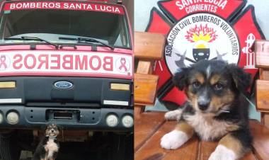 Buscaban a Loan y le regalaron un cachorro: Será instruido como "perro de búsqueda"
