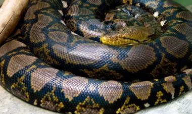 Fue a buscar un medicamento para su hijo enfermo y no volvió: se la tragó una pitón