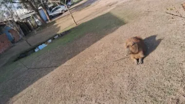 Rescataron un carpincho que estaba en un domicilio atado del cuello con una cadena