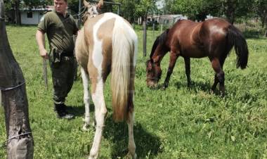 ENHORABUENA | SECUESTRARON DOS CABALLOS SUELTOS QUE DEAMBULABAN POR LA CIUDAD