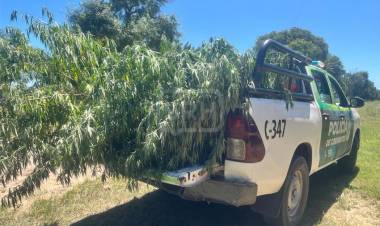 ALLANAMIENTO EN TATACUÁ: HALLAN PLANTAS DE MARIHUANA Y DEMORAN A UN HOMBRE