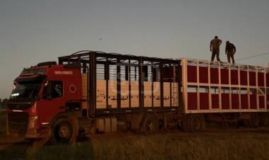 GOYA | SECUESTRAN 82 VACUNOS POR IRREGULARIDADES EN GUÍAS DE TRASLADO