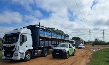 LA JUSTICIA ORDENA TRASLADAR VACUNOS TRAS MUERTES POR HAMBRE EN CORRIENTES