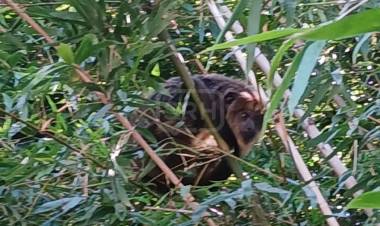 SAN ROQUE | UN MONO CARAYÁ SORPRENDIÓ A VECINOS DEL BARRIO NORTE