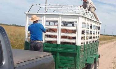 SAN LUIS DEL PALMAR | INTERCEPTAN CAMIONETA CON VACUNOS SOSPECHOSOS Y ALLANAN UN CAMPO