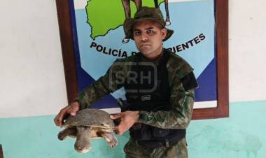ITUZAINGO | ENCONTRARON UNA TORTUGA DE 8 KILOS CAMINANDO POR LA VEREDA