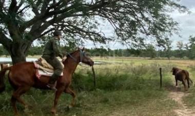 RECUPERAN TORO MILLONARIO EN ZONA RURAL DE BELLA VISTA