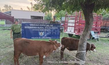 SAN LUIS DEL PALMAR | TRANSPORTABA TERNEROS ATADOS Y SIN PAPELES EN RUTA 12
