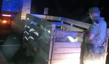 SAN LUIS DEL PALMAR | LLEVABA 17 CHANCHITOS… Y NINGÚN PAPEL