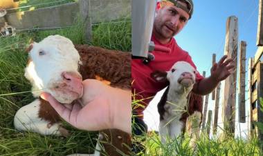 RAQUELITA, LA TERNERA QUE VENCIÓ AL ABANDONO Y EMOCIONA AL PAÍS