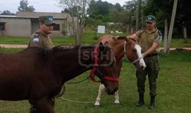 ITUZAINGÓ | SECUESTRAN ANIMALES SUELTOS EN ITUZAINGÓ Y PIDEN CONCIENCIA