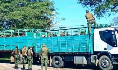 CORRIENTES | TRANSPORTABA HACIENDA SIN GUÍA Y TERMINÓ MULTADO EN LA RURAL