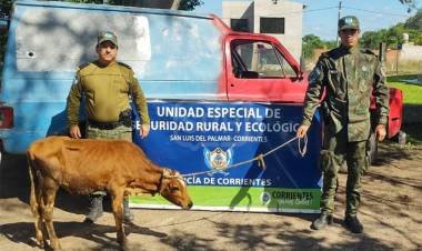 SAN LUIS DEL PALMAR | LO PARARON EN UN CONTROL Y LLEVABA UN TERNERO SIN PAPELES