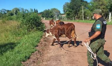 SECUESTRAN VACUNOS SUELTOS TRAS DENUNCIA EN SAN ROQUE