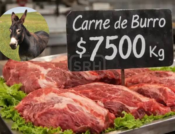 CARNE DE BURRO: UNA EXPERIENCIA PILOTO QUE DESPIERTA CURIOSIDAD EN EL SUR