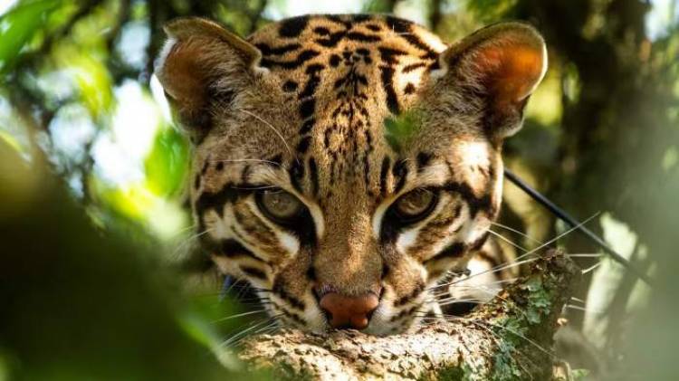 Tres hembras de ocelote llegaron desde Brasil a Corrientes