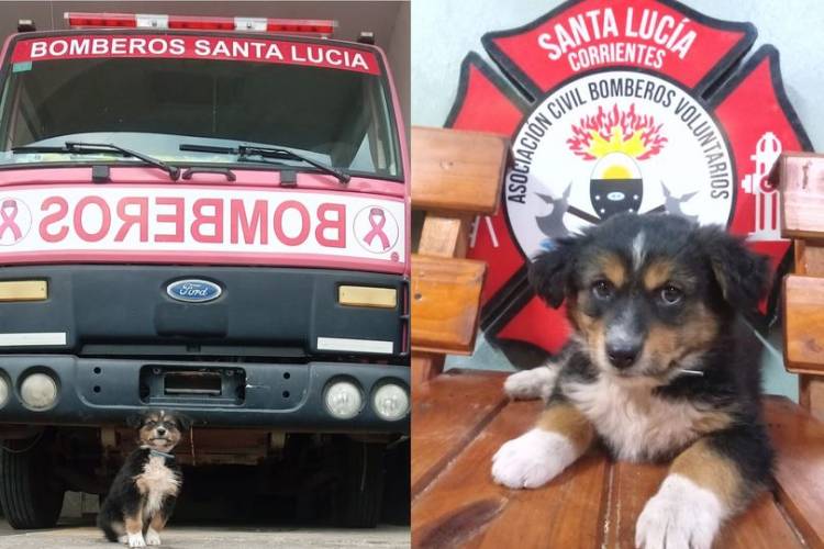 Buscaban a Loan y le regalaron un cachorro: Será instruido como "perro de búsqueda"