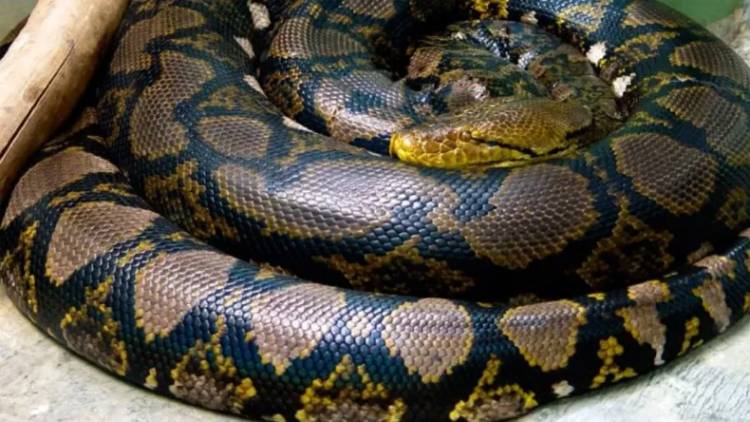 Fue a buscar un medicamento para su hijo enfermo y no volvió: se la tragó una pitón