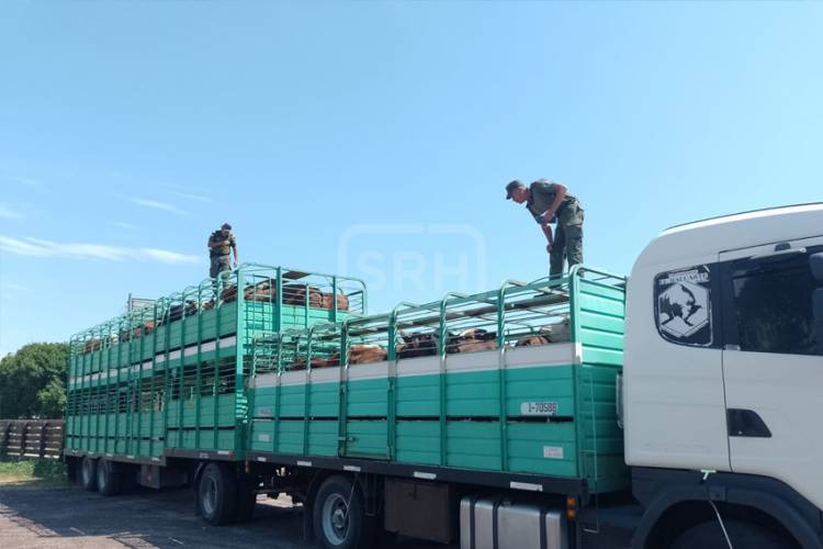 TRANSPORTABA 65 VACUNOS SIN DOCUMENTACIÓN Y LE SECUESTRARON TODO