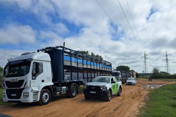 LA JUSTICIA ORDENA TRASLADAR VACUNOS TRAS MUERTES POR HAMBRE EN CORRIENTES