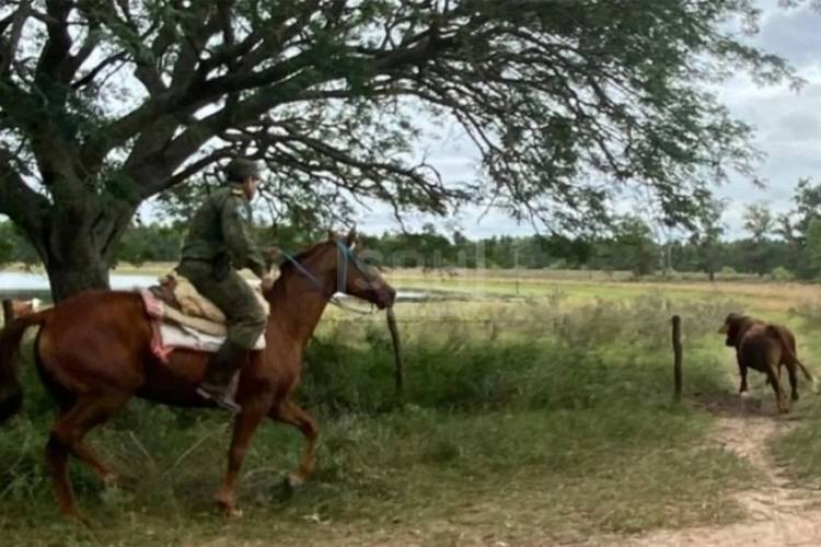 RECUPERAN TORO MILLONARIO EN ZONA RURAL DE BELLA VISTA