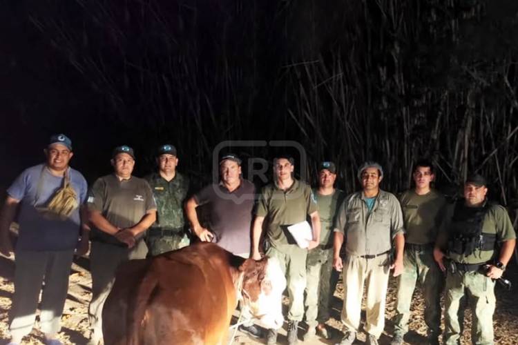 COLONIA PANDO | TRAS CUATRO DÍAS, RECUPERAN UN VACUNO ROBADO