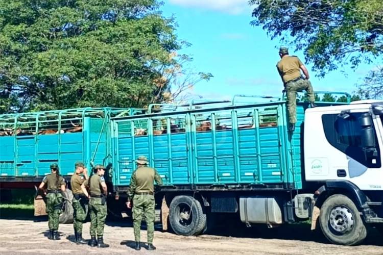 CORRIENTES | TRANSPORTABA HACIENDA SIN GUÍA Y TERMINÓ MULTADO EN LA RURAL